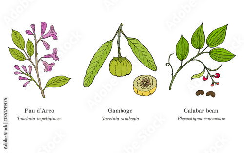 Collection of edible and medicinal plants. Hand drawn botanical vector illustration