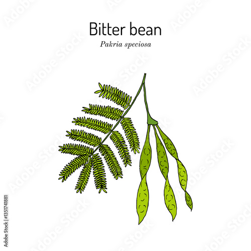 Bitter bean, or twisted cluster bean (Parkia speciosa), edible and medicinal plant. Hand drawn botanical vector illustration