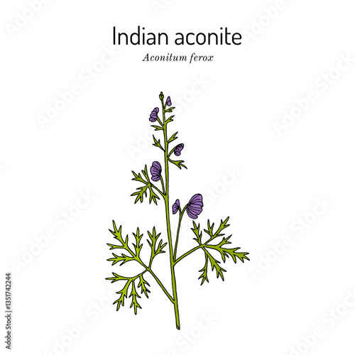 Indian Aconite (Aconitum ferox), medicinal plant. Hand drawn botanical vector illustration