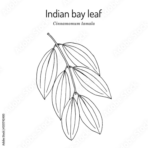 Indian bay leaf, or tejpat (Cinnamomum tamala), edible and medicinal plant. Hand drawn botanical vector illustration