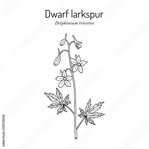 Dwarf larkspur (Delphinium tricorne), ornamental plant. Hand drawn botanical vector illustration