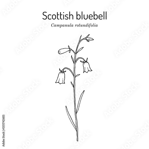 Common harebell, or Scottish bluebell (Campanula rotundifolia), ornamental and medicinal plant. Hand drawn botanical vector illustration
