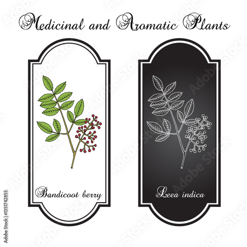 Bandicoot berry (Leea indica), medicinal plant. Hand drawn botanical vector illustration