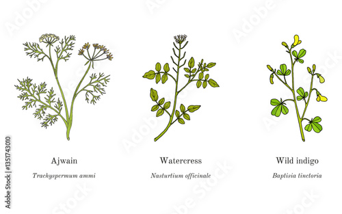 Collection of edible and medicinal plants. Hand drawn botanical vector illustration