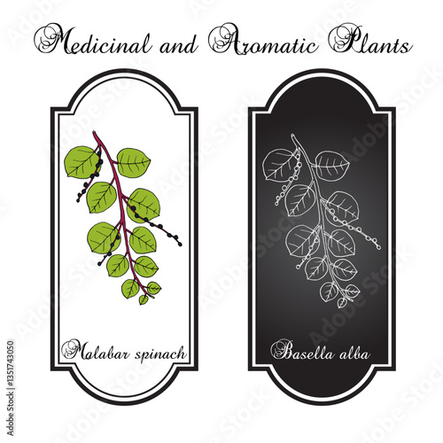 Malabar spinach (Basella alba), edible and medicinal plant. Hand drawn botanical vector illustration