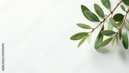 Olive branches stretch towards the top of a plain white surface, highlighting woody texture and subtle hues, simple, leaves, tree
