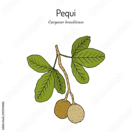 Pequi (Caryocar brasiliense), edible and medicinal plant. Hand drawn botanical vector illustration