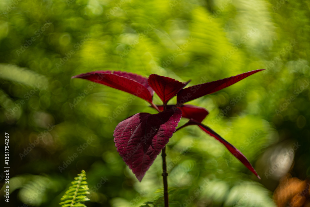 Obraz premium Close-up shot of a red velvet Coleus plant found at Auberge St Aubin, Mauritius