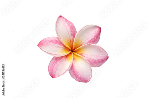 A plumeria flower. Pink and white petals swirl around a golden core, radiating calm and natural tropical beauty, isolated on a transparent background