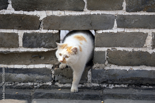 A curious white and brown cat peers out from a small opening in an old brick wall at the Great Wall of China in Beijing 