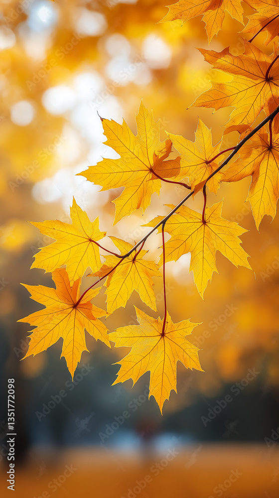 Vibrant yellow maple leaves in autumn sunlight Vibrant yellow maple leaves in autumn sunlight