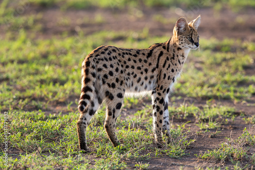 Canvas Print Serval