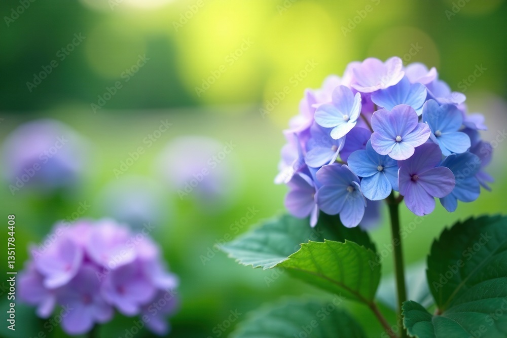 Soft focus light blue and violet Hydrangea blooms in a lush meadow with flowers texture, natural, petals, pastel Soft focus light blue and violet Hydrangea blooms in a lush meadow with flowers texture, natural, petals, pastel