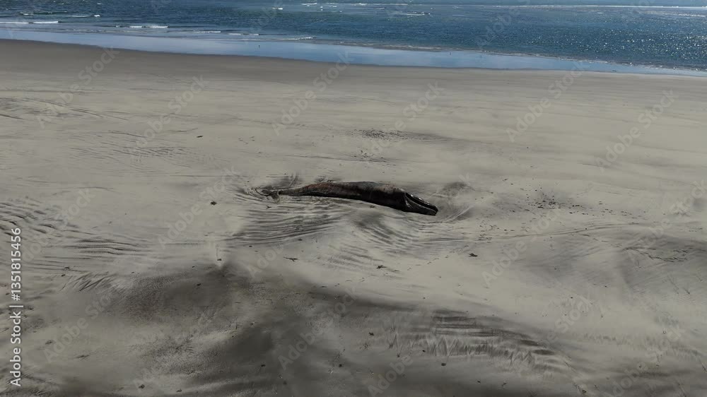 custom made wallpaper toronto digitalDead whale on a Baja California Sur sandy beach bahia magdalena aerial drone footage