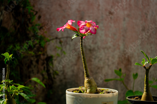 Close up shot of a pink Adenium obesum (Desert Rose) Flower found in Mauritius