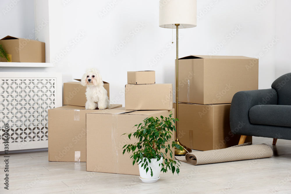 Fototapeta premium Moving day. Cute dog, houseplant and many cardboard boxes indoors