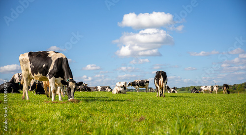 Foto Troupeau de bovins au milieu des pâturage dans la campagne au printemps