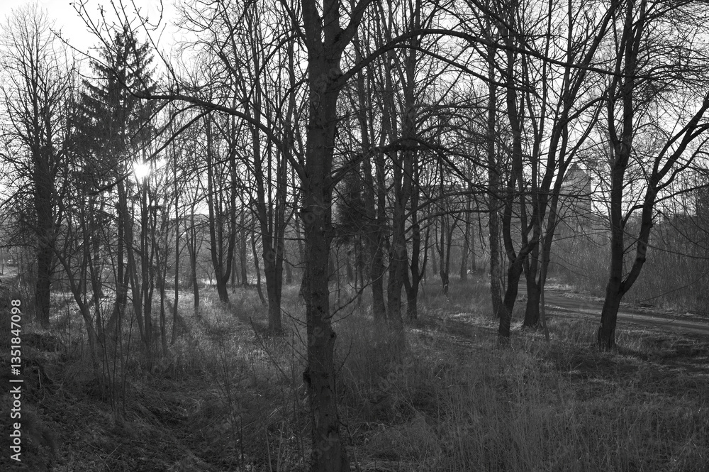 Fototapeta premium park at sunset landscape early spring