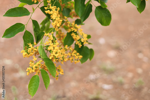Obraz na plátně a bright yellow wild sesbania flower, Padauk flowers (Pterocarpus macrocarpus) in full bloom, and beautiful green leaves,with a blurred background