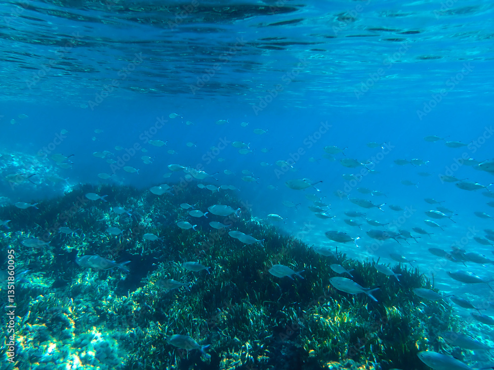 Dark blue ocean surface seen from underwater. Abstract waves underwater and rays of sunlight shining through, Sun light rays undersea deep, Underwater background with sea bottom, Mediterranean sea. Dark blue ocean surface seen from underwater. Abstract waves underwater and rays of sunlight shining through, Sun light rays undersea deep, Underwater background with sea bottom, Mediterranean sea.