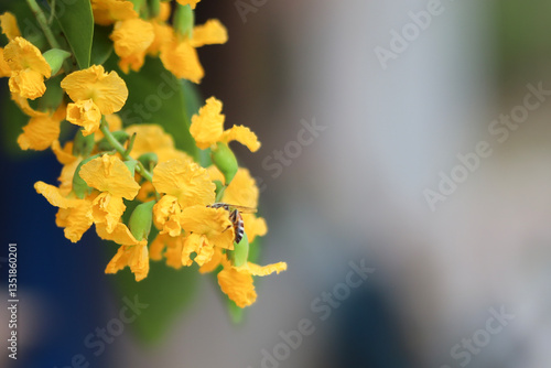 Obraz na plátně A close-up of a bright yellow wild sesbania flower, Padauk flowers (Pterocarpus macrocarpus) in full bloom, with a worker bee sucking nectar from the flower