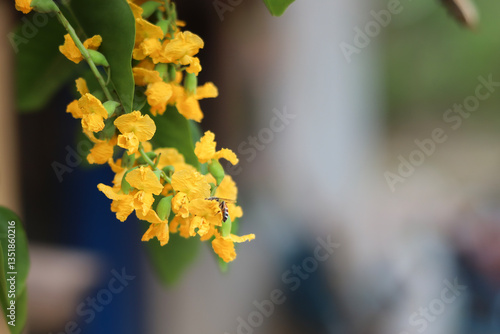 Obraz na plátně A close-up of a bright yellow wild sesbania flower, Padauk flowers (Pterocarpus macrocarpus) in full bloom, with a worker bee sucking nectar from the flower