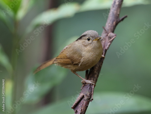 Common Name: Yunnan Fulvetta,
Sci. Name : Alcippe fratercula
