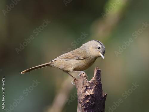 Common Name: Yunnan Fulvetta,
Sci. Name : Alcippe fratercula