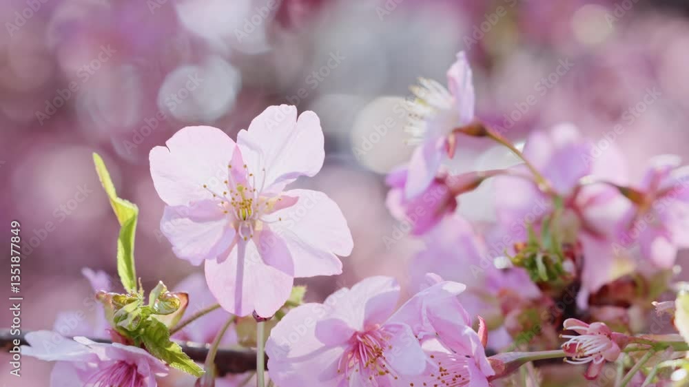 sakura tree sakura tree