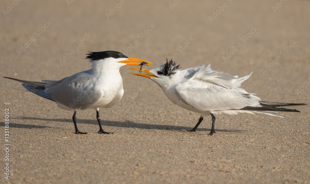Royal terns on a beach Royal terns on a beach