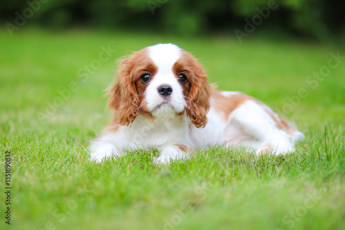 cavalier king charles spaniel