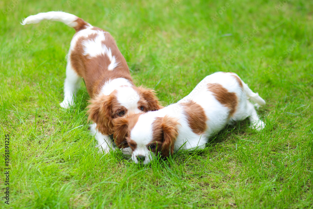 cavalier king charles spaniel
