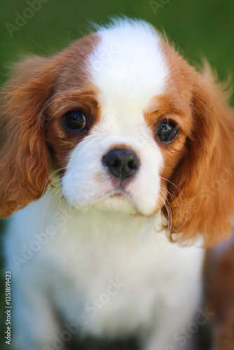 cavalier king charles spaniel