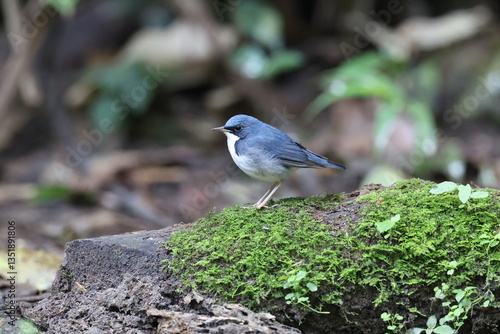 Common Name: Siberian Blue Robin
Sci. Name: Larvivora cyane