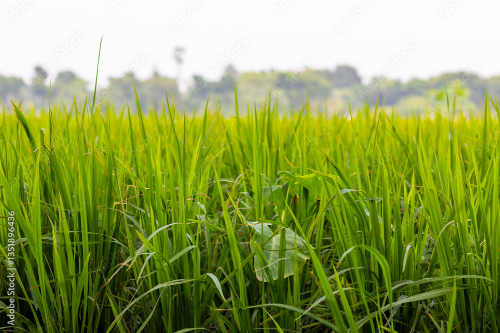 Obraz premium Green, fertile fields stretch endlessly, covered in lush green crops