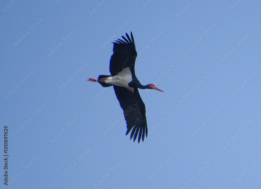 Naklejka premium Black stork in flight. Ciconia. In Romania