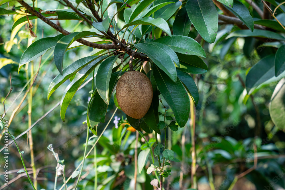 Fototapeta premium Sapodilla, Manilkara zapota. Chikoo, Sapota, Nispero, as a sweet fruit