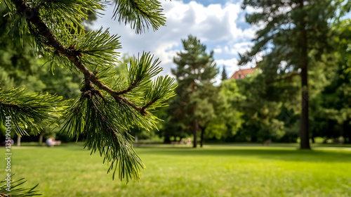 Park pine branch closeup, people relaxing, sunny day, city background; nature website
