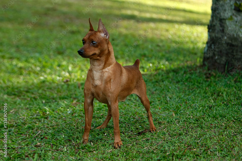 Miniature Pinscher having fun in the park Miniature Pinscher having fun in the park