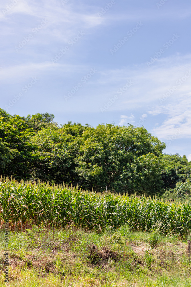Naklejka premium A Fresh Corn Fild Plantation wih Flower Corn Leaf at sunny day