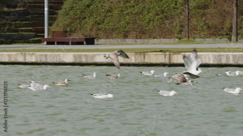 Wallpaper Mural Flock of Seagulls on Water Near Embankment Torontodigital.ca