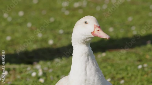 White Duck with Pink Beak on Grass