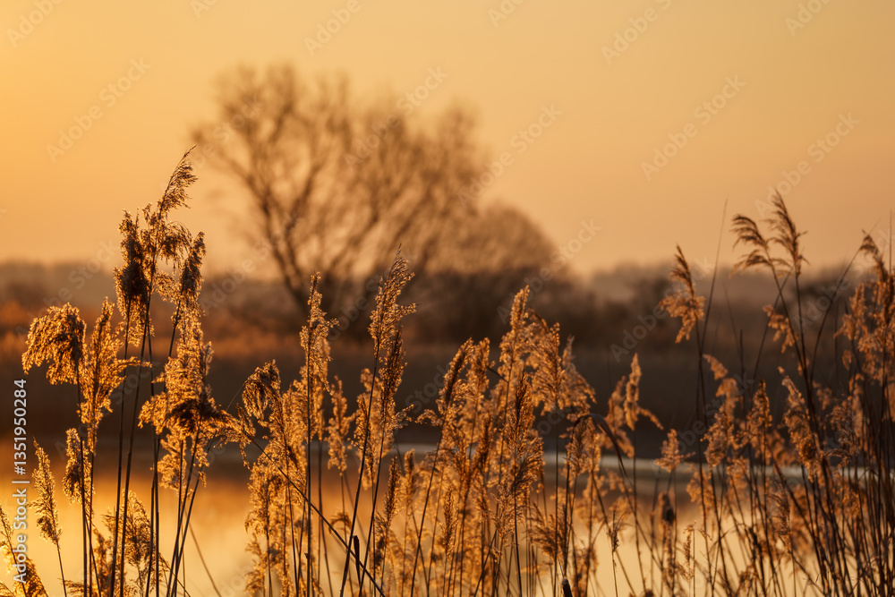 Słoneczny poranek nad Stawami Dojlidzkimi, Podlasie, Polska