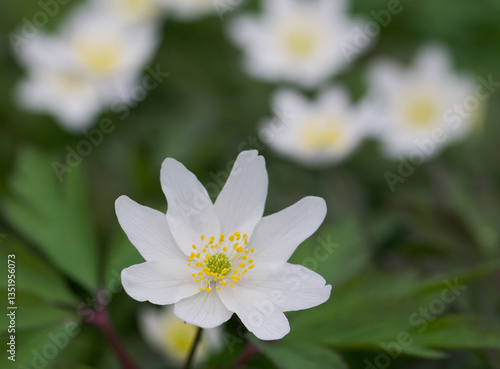 Beautiful close-up of an anemonoides nemorosa flower