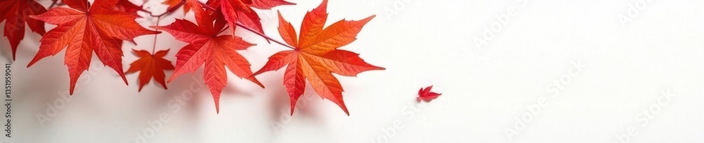 Branches of maple tree against clean white wall, maple branch, maple tree Branches of maple tree against clean white wall, maple branch, maple tree