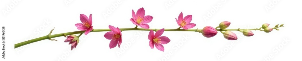 Obraz premium Single isolated stem with intricate details on white background, flowers in isolation, nature