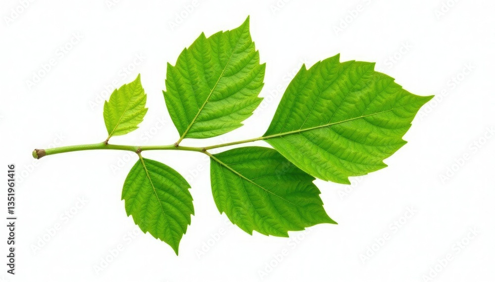 Single large leafy branch isolated on white background, branches, wood grain, leaves Single large leafy branch isolated on white background, branches, wood grain, leaves