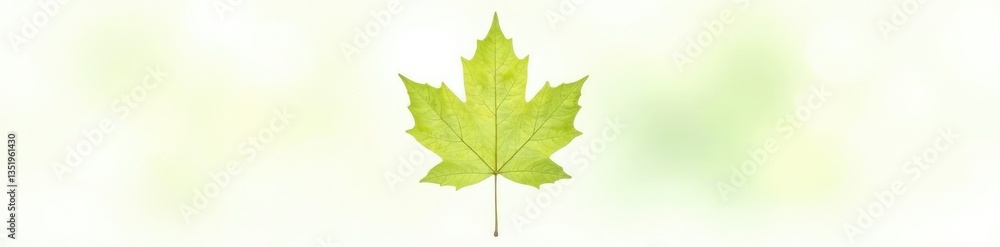 Single large maple leaf against white backdrop, green, plant life Single large maple leaf against white backdrop, green, plant life