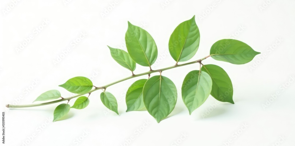 Simple branch isolated on white background with natural texture and subtle color gradations, white, nature Simple branch isolated on white background with natural texture and subtle color gradations, white, nature