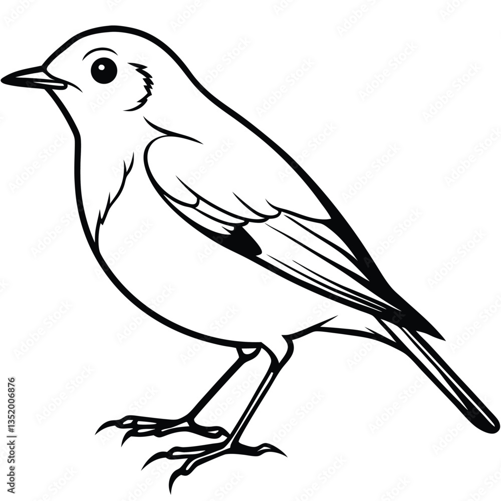 Fototapeta premium European robin isolated on white background
